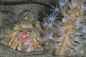 Anemone hermit crabs have a special relationship with a s... by Allen Walker 